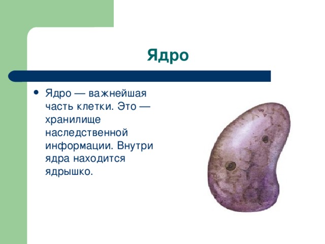 Ядро Ядро — важнейшая часть клетки. Это — хранилище наследственной информации. Внутри ядра находится ядрышко. 