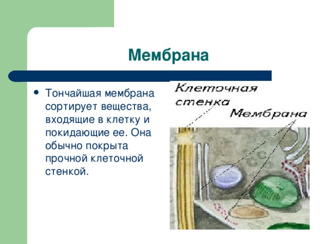 Мембрана Тончайшая мембрана сортирует вещества, входящие в клетку и покидающие ее. Она обычно покрыта прочной клеточной стенкой. 