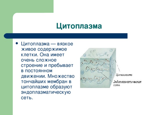 Цитоплазма Цитоплазма — вязкое живое содержимое клетки. Она имеет очень сложное строение и пребывает в постоянном движении. Множество тончайших мембран в цитоплазме образуют эндоплазматическую сеть. 