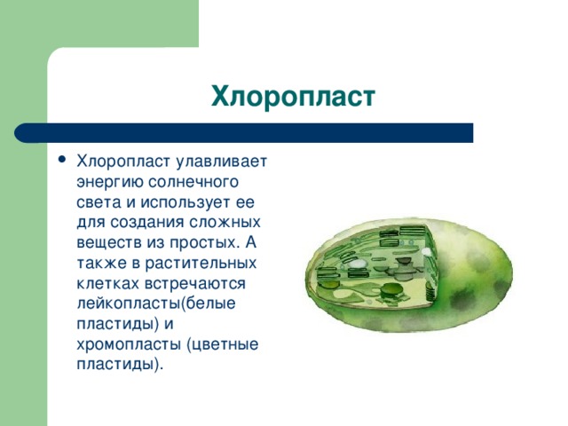 Хлоропласт Хлоропласт улавливает энергию солнечного света и использует ее для создания сложных веществ из простых. А также в растительных клетках встречаются лейкопласты(белые пластиды) и хромопласты (цветные пластиды). 