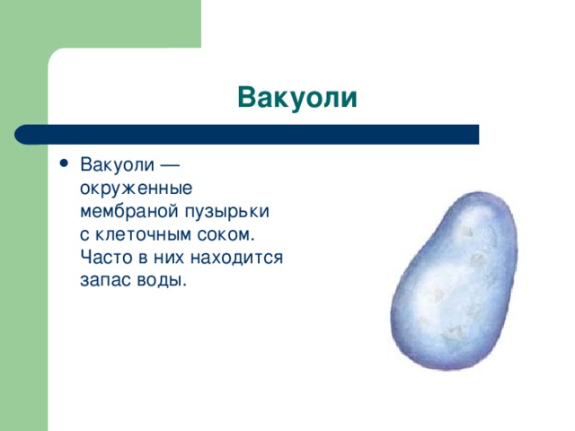 Вакуоли Вакуоли — окруженные мембраной пузырьки с клеточным соком. Часто в них находится запас воды. 
