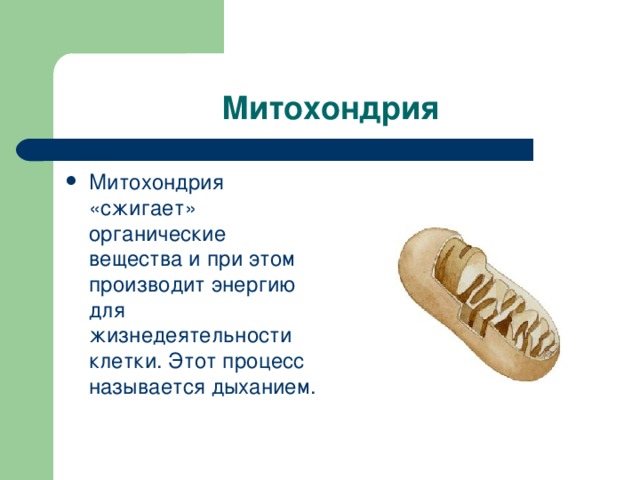 Митохондрия Митохондрия «сжигает» органические вещества и при этом производит энергию для жизнедеятельности клетки. Этот процесс называется дыханием. 