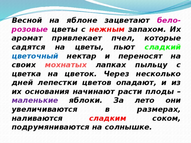 Весной на яблоне зацветают бело-розовые цветы с нежным запахом. Их аромат привлекает пчел, которые садятся на цветы, пьют сладкий  цветочный нектар и переносят на своих мохнатых лапках пыльцу с цветка на цветок. Через несколько дней лепестки цветов опадают, и из их основания начинают расти плоды – маленькие яблоки. За лето они увеличиваются в размерах, наливаются сладким соком, подрумяниваются на солнышке. 