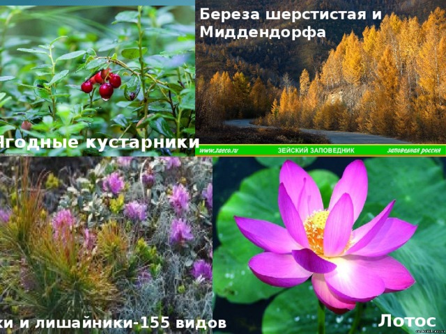 Береза шерстистая и Миддендорфа Ягодные кустарники Лотос Мхи и лишайники-155 видов 