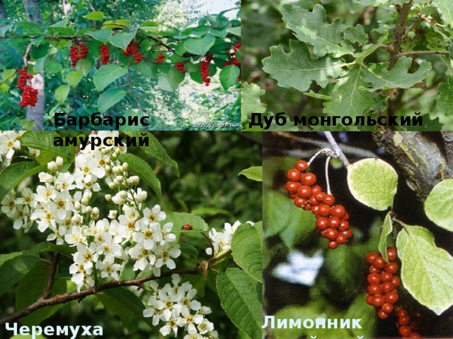 Барбарис амурский Дуб монгольский Лимонник китайский Черемуха Маака 