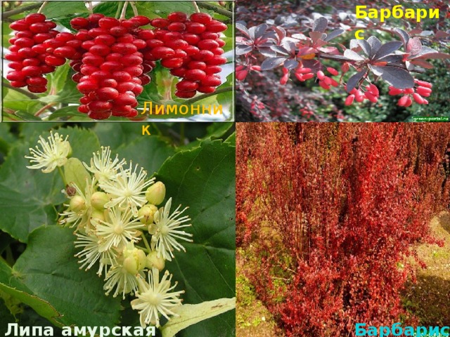 Барбарис Лимонник Липа амурская Барбарис 