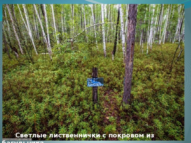  Светлые лиственнички с покровом из багульника 