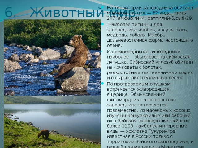На территории заповедника обитают млекопитающие — 52 вида, птиц-247, амфибий- 4, рептилий-5,рыб-29.  Наиболее типичны для заповедника изюбрь, косуля, лось, медведь, соболь. Изюбрь — дальневосточная форма настоящего оленя. Из земноводных в заповеднике наиболее обыкновенна сибирская лягушка. Сибирский углозуб обитает на кочковатых болотах, редкостойных лиственничных марях и в сырых лиственничных лесах. По прогреваемым опушкам встречается живородящая ящерица. Обыкновенный щитомордник на юго-востоке заповедника встречается повсеместно. Из насекомых хорошо изучены чешуекрылые или бабочки, их в Зейском заповеднике найдено более 1100 наиболее интересные виды — хохлатка Тукурингра известная в России только с территории Зейского заповедника, и редчайшая медведица Менетрие .  6. Животный мир 