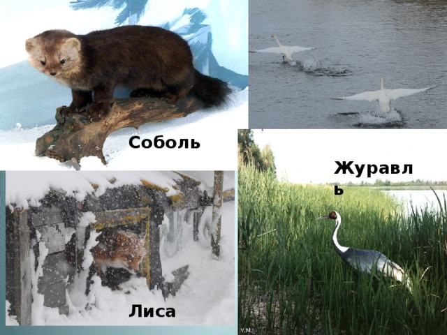 Соболь Журавль Лиса 