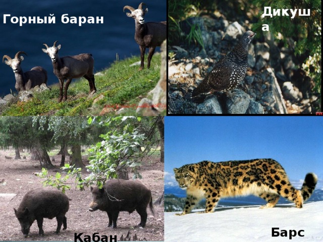 Дикуша Горный баран  Барс Кабан 