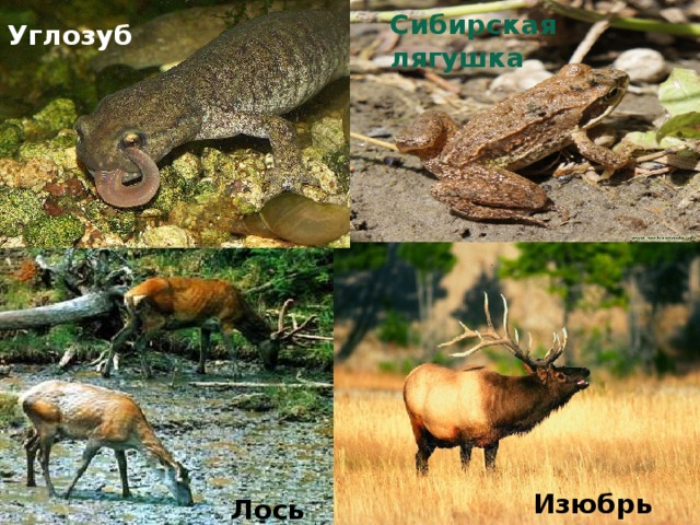 Сибирская лягушка Углозуб  Углозуб Изюбрь Лось 