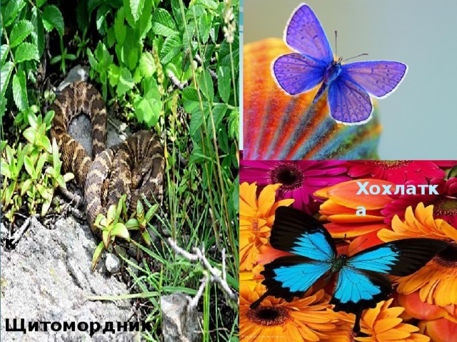 Хохлатка к Щитомордник 