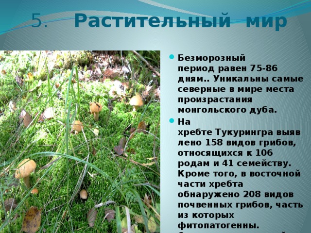  5. Растительный мир Безморозный период равен 75-86 дням.. Уникальны самые северные в мире места произрастания монгольского дуба. На хребте Тукурингра выявлено 158 видов грибов, относящихся к 106 родам и 41 семейству. Кроме того, в восточной части хребта обнаружено 208 видов почвенных грибов, часть из которых фитопатогенны. Сосудистых растений выявлено 637 видов. 