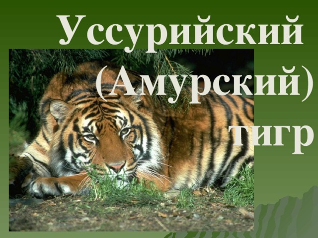  Уссурийский (Амурский) тигр 