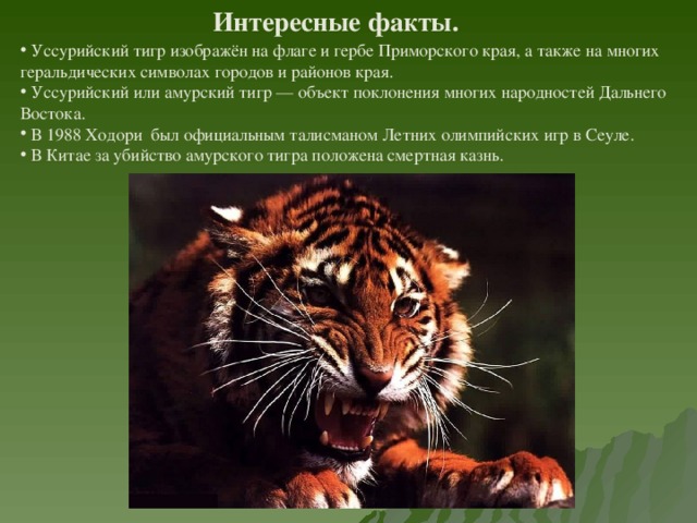 Интересные факты.  Уссурийский тигр изображён на флаге и гербе Приморского края, а также на многих геральдических символах городов и районов края.  Уссурийский или амурский тигр — объект поклонения многих народностей Дальнего Востока.  В 1988 Ходори был официальным талисманом Летних олимпийских игр в Сеуле.  В Китае за убийство амурского тигра положена смертная казнь. 