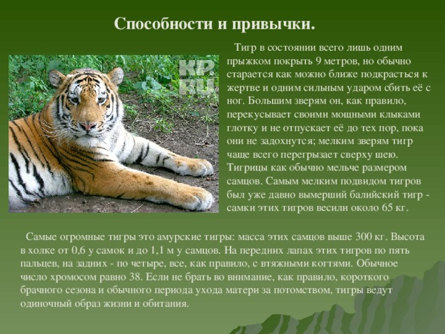 Способности и привычки.  Тигр в состоянии всего лишь одним прыжком покрыть 9 метров, но обычно старается как можно ближе подкрасться к жертве и одним сильным ударом сбить её с ног. Большим зверям он, как правило, перекусывает своими мощными клыками глотку и не отпускает её до тех пор, пока они не задохнутся; мелким зверям тигр чаще всего перегрызает сверху шею. Тигрицы как обычно мельче размером самцов. Самым мелким подвидом тигров был уже давно вымерший балийский тигр - самки этих тигров весили около 65 кг.  Самые огромные тигры это амурские тигры: масса этих самцов выше 300 кг. Высота в холке от 0,6 у самок и до 1,1 м у самцов. На передних лапах этих тигров по пять пальцев, на задних - по четыре, все, как правило, с втяжными когтями. Обычное число хромосом равно 38. Если не брать во внимание, как правило, короткого брачного сезона и обычного периода ухода матери за потомством, тигры ведут одиночный образ жизни и обитания. 