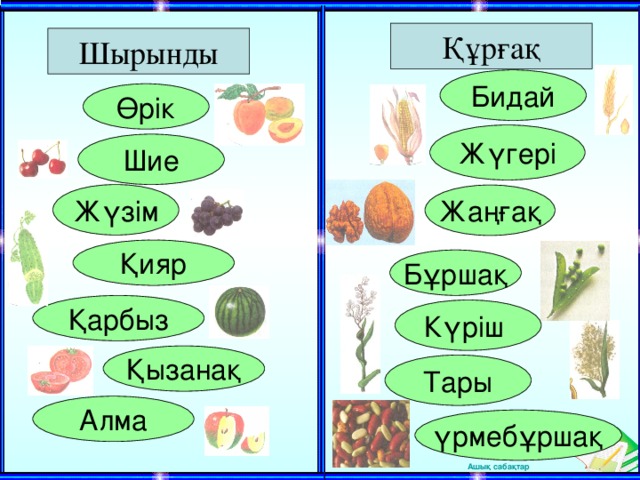 Құрғақ Шырынды Бидай Өрік Жүгері Шие Жүзім Жаңғақ Қияр Бұршақ Қарбыз Күріш Қызанақ Тары Алма үрмебұршақ 