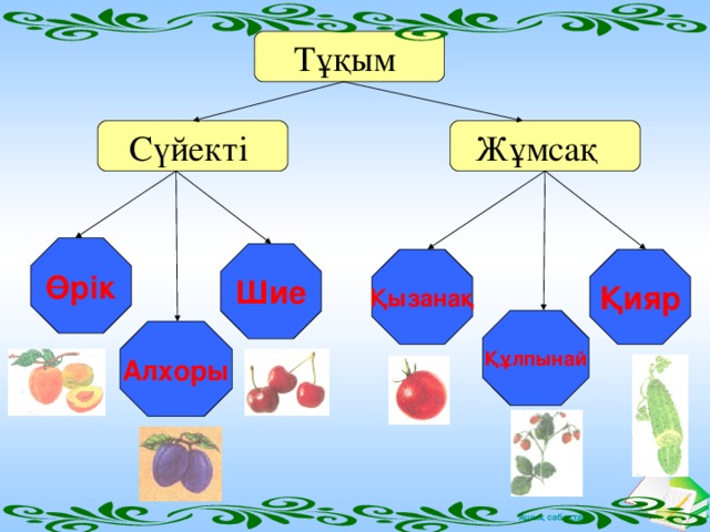 Тұқым Жұмсақ Сүйекті Өрік Шие Қияр Қызанақ Құлпынай Алхоры 