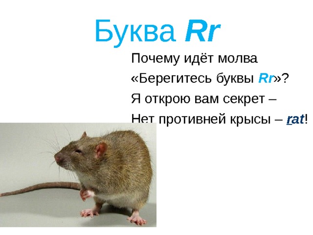 Буква Rr Почему идёт молва «Берегитесь буквы Rr »? Я открою вам секрет – Нет противней крысы – r at ! 