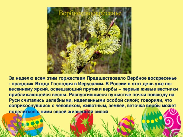 Вербное воскресенье За неделю всем этим торжествам Предшествовало Вербное воскресенье - праздник Входа Господня в Иерусалим. В России в этот день уже по-весеннему яркий, освещающий прутики вербы – первые живые вестники приближающейся весны. Распустившиеся пушистые почки повсюду на Руси считались целебными, наделенными особой силой; говорили, что соприкоснувшись с человеком, животным, землей, веточка вербы может поделиться с ними своей жизненной силой . 