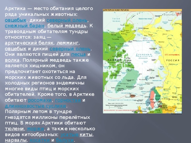 Арктика — место обитания целого ряда уникальных животных:  овцебык , дикий  северный олень ,  снежный баран ,  белый медведь . К травоядным обитателям тундры относятся: заяц —  арктический беляк ,  лемминг ,  овцебык  и дикий  северный олень . Они являются пищей для  песца  и  волка . Полярный медведь также является хищником, он предпочитает охотиться на морских животных со льда. Для холодных регионов эндемичны многие виды птиц и морских обитателей. Кроме того, в Арктике обитают  росомахи ,  горностаи  и  длиннохвостые суслики . Полярным летом в тундре гнездятся миллионы перелётных птиц. В морях Арктики обитают  тюлени ,  моржи , а также несколько видов китообразных:  усатые киты , нарвалы ,  косатки  и  белухи . 