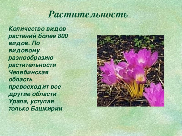  Растительность Количество видов растений более 800 видов. По видовому разнообразию растительности Челябинская область превосходит все другие области Урала, уступая только Башкирии 