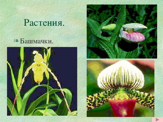  Растения. Башмачки. Башмачки.  