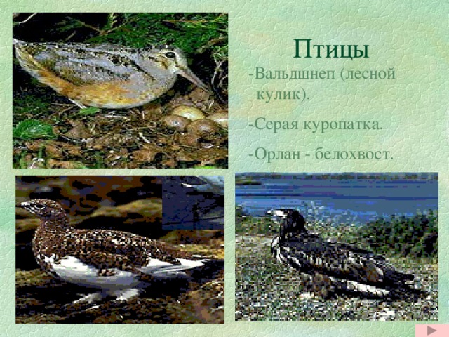  Птицы  -Вальдшнеп (лесной кулик).  -Серая куропатка.  -Орлан - белохвост. 