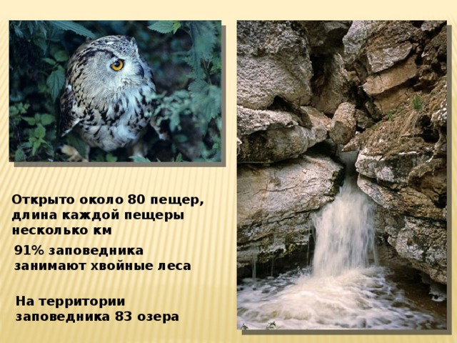 Открыто около 80 пещер, длина каждой пещеры несколько км 91% заповедника занимают хвойные леса На территории заповедника 83 озера 