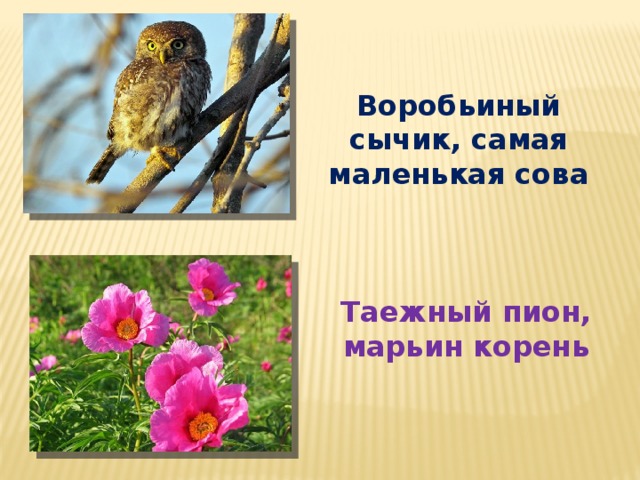 Воробьиный сычик, самая маленькая сова Таежный пион, марьин корень 