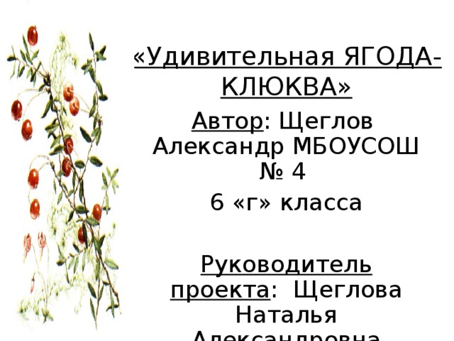   «Удивительная ЯГОДА-КЛЮКВА»     Автор : Щеглов Александр МБОУСОШ № 4 6 «г» класса Руководитель проекта : Щеглова Наталья Александровна 