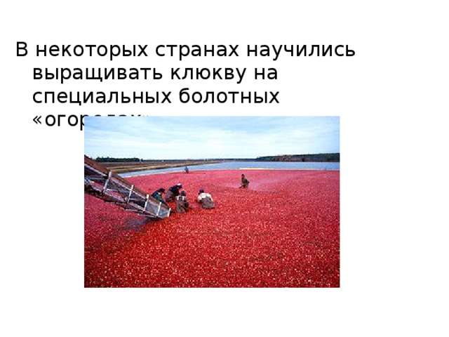 В некоторых странах научились выращивать клюкву на специальных болотных «огородах». 