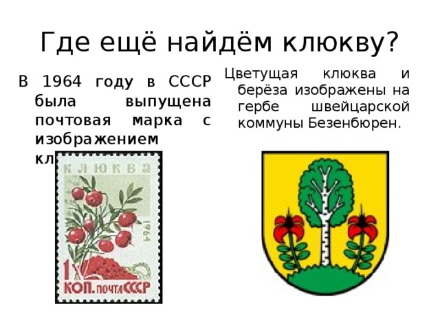 Где ещё найдём клюкву? Цветущая клюква и берёза изображены на гербе швейцарской коммуны Безенбюрен. В 1964 году в СССР была выпущена почтовая марка с изображением клюквы. 
