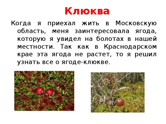 Клюква Когда я приехал жить в Московскую область, меня заинтересовала ягода, которую я увидел на болотах в нашей местности. Так как в Краснодарском крае эта ягода не растет, то я решил узнать все о ягоде-клюкве. 