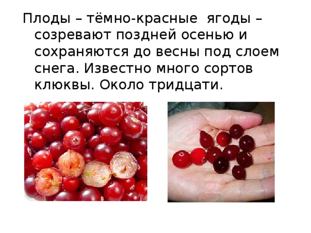 Плоды – тёмно-красные ягоды – созревают поздней осенью и сохраняются до весны под слоем снега. Известно много сортов клюквы. Около тридцати. 