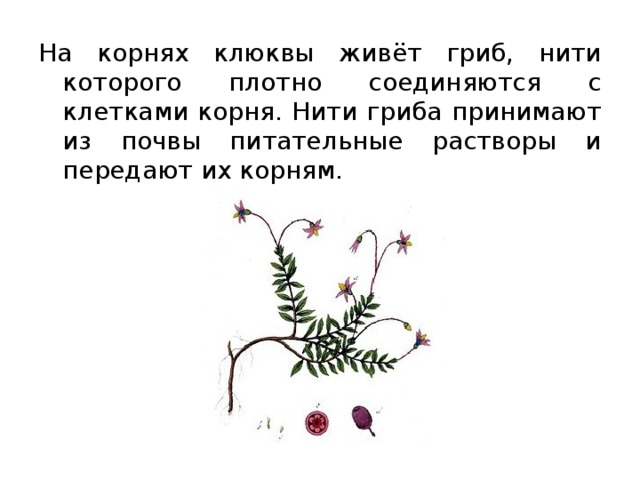 На корнях клюквы живёт гриб, нити которого плотно соединяются с клетками корня. Нити гриба принимают из почвы питательные растворы и передают их корням. 