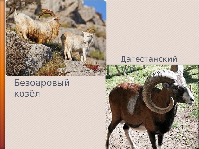 Дагестанский тур Безоаровый козёл 