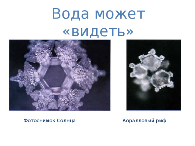 Вода может «видеть»  Фотоснимок Солнца Коралловый риф 
