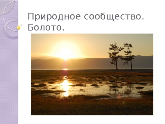 Природное сообщество. Болото. 