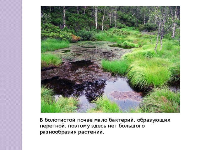 В болотистой почве мало бактерий, образующих перегной, поэтому здесь нет большого разнообразия растений. 