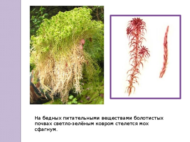 На бедных питательными веществами болотистых почвах светло-зелёным ковром стелется мох сфагнум. 