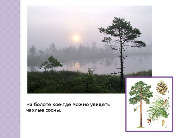 На болоте кое-где можно увидеть чахлые сосны. 
