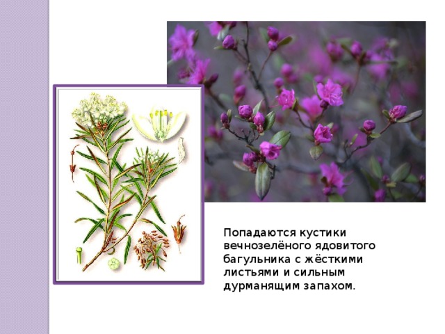 Попадаются кустики вечнозелёного ядовитого багульника с жёсткими листьями и сильным дурманящим запахом. 