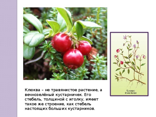 Клюква – не травянистое растение, а вечнозелёный кустарничек. Его стебель, толщиной с иголку, имеет такое же строение, как стебель настоящих больших кустарников. 