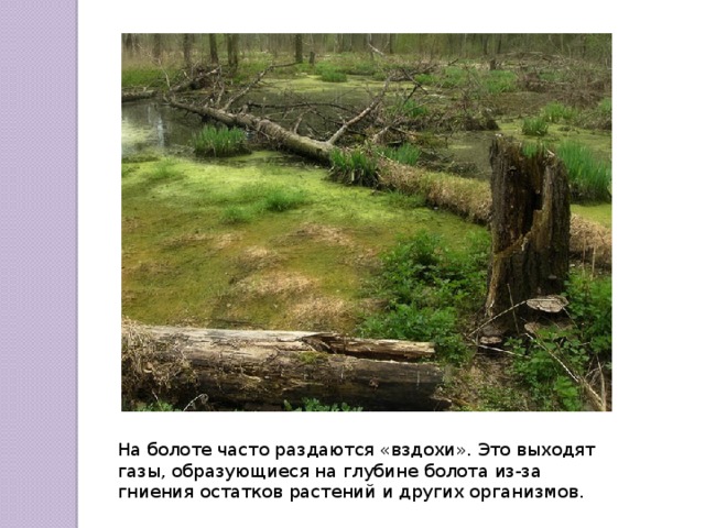 На болоте часто раздаются «вздохи». Это выходят газы, образующиеся на глубине болота из-за гниения остатков растений и других организмов. 