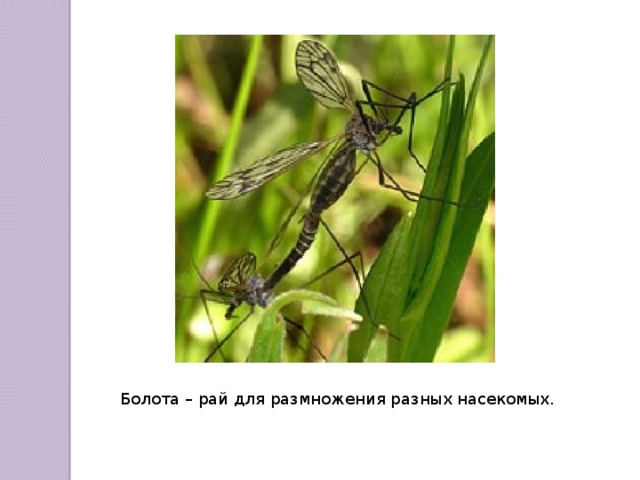 Болота – рай для размножения разных насекомых. 