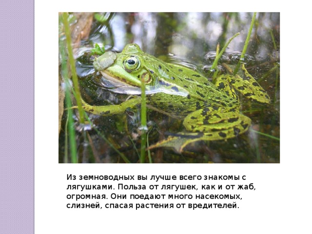 Из земноводных вы лучше всего знакомы с лягушками. Польза от лягушек, как и от жаб, огромная. Они поедают много насекомых, слизней, спасая растения от вредителей. 