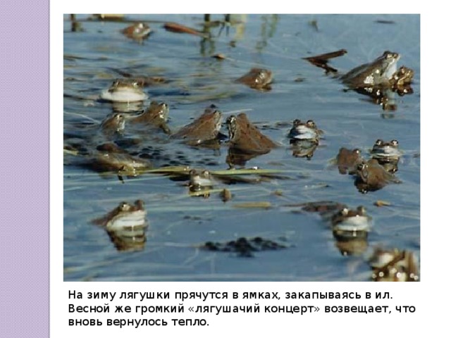 На зиму лягушки прячутся в ямках, закапываясь в ил. Весной же громкий «лягушачий концерт» возвещает, что вновь вернулось тепло. 