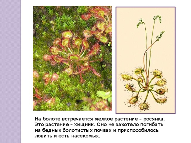На болоте встречается мелкое растение – росянка. Это растение – хищник. Оно не захотело погибать на бедных болотистых почвах и приспособилось ловить и есть насекомых. 