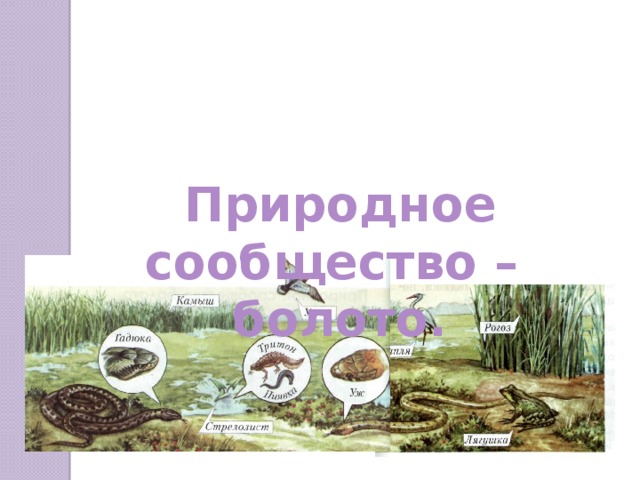Природное сообщество – болото. 